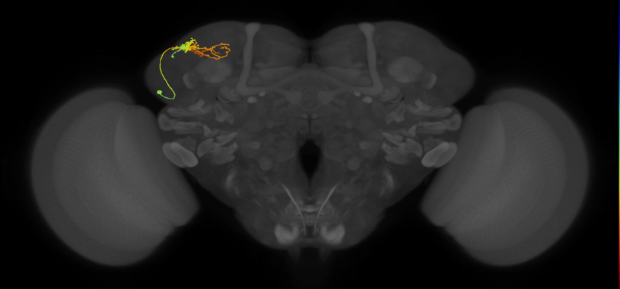 SLP086_L (MaleCNS:209510)