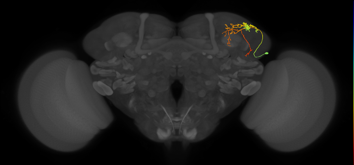 SLP086_R (MaleCNS:87792)