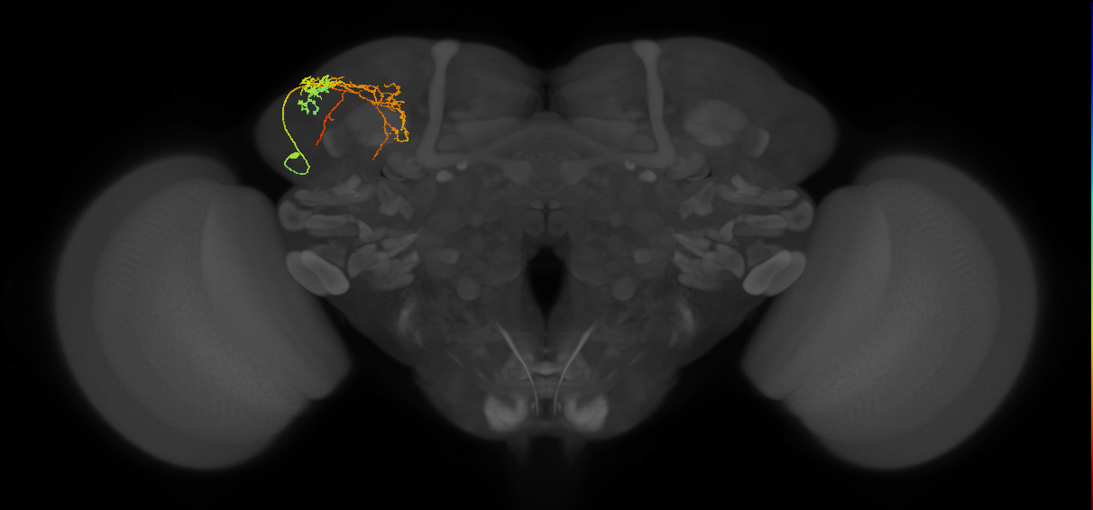 SLP086_L (MaleCNS:78381)