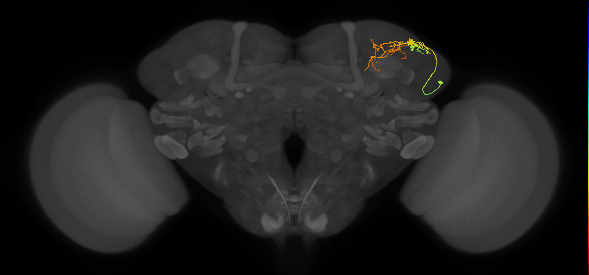 SLP086_R (MaleCNS:80081)