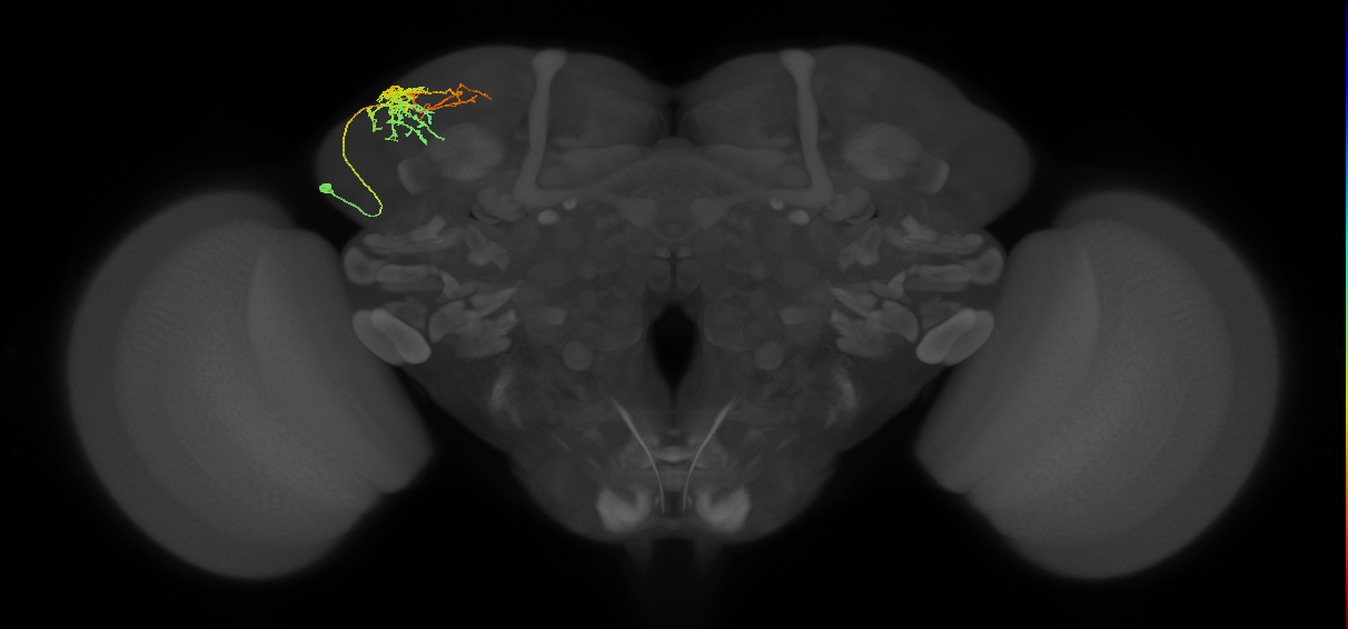 SLP087_L (MaleCNS:71073)