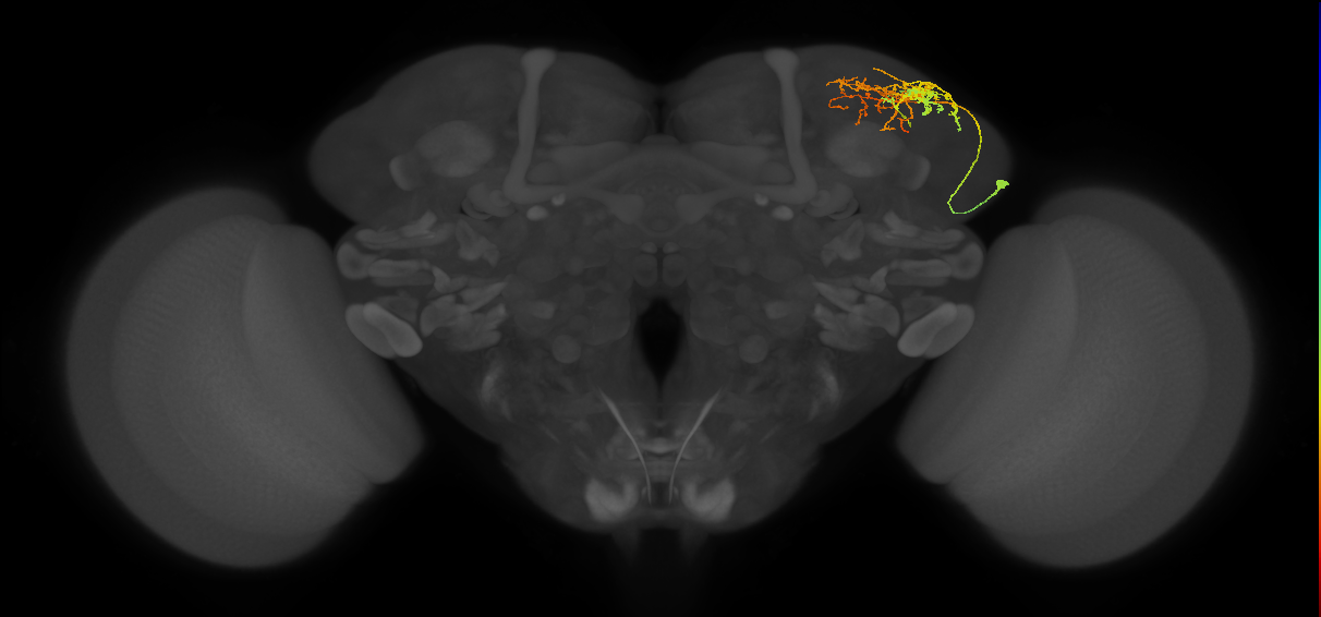 SLP087_R (MaleCNS:41623)