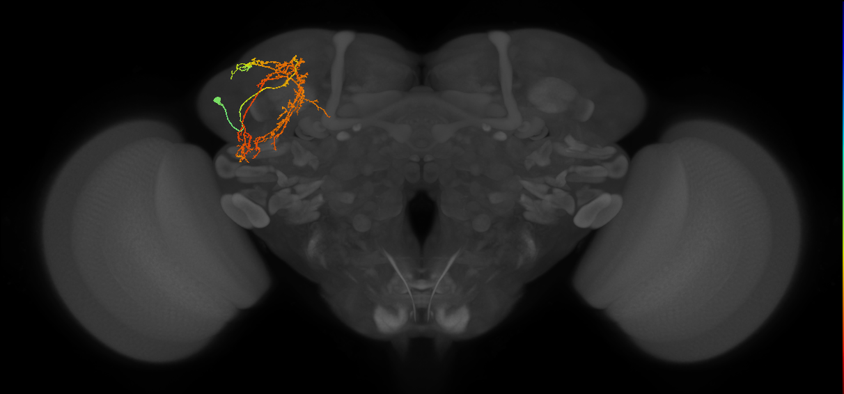 SLP098(SLP133)_L (MaleCNS:32811)