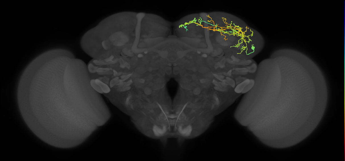 adult SLPal5 lineage neuron