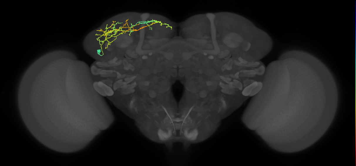 SLP099_L (MaleCNS:37796)