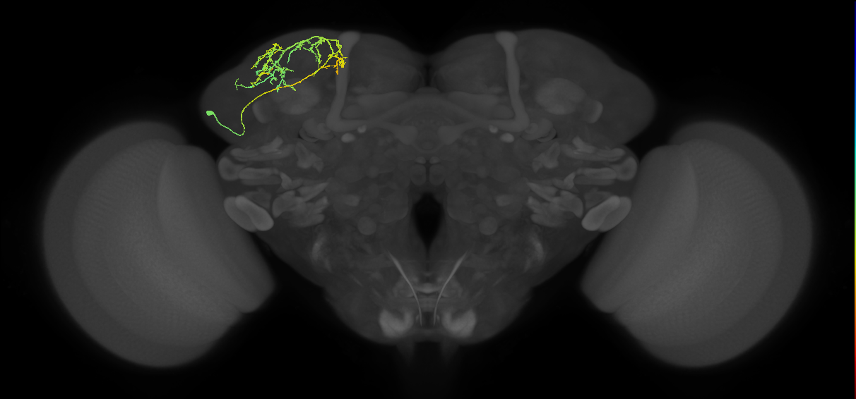 SLP103_L (MaleCNS:534299)