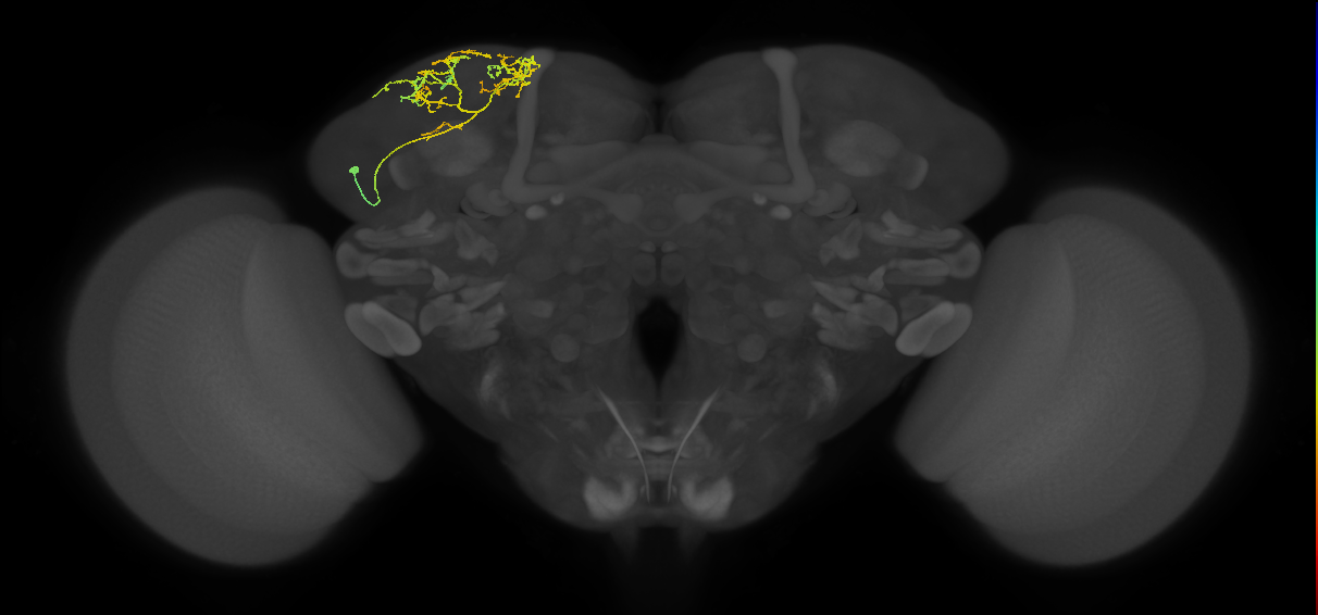 SLP104_L (MaleCNS:127586)