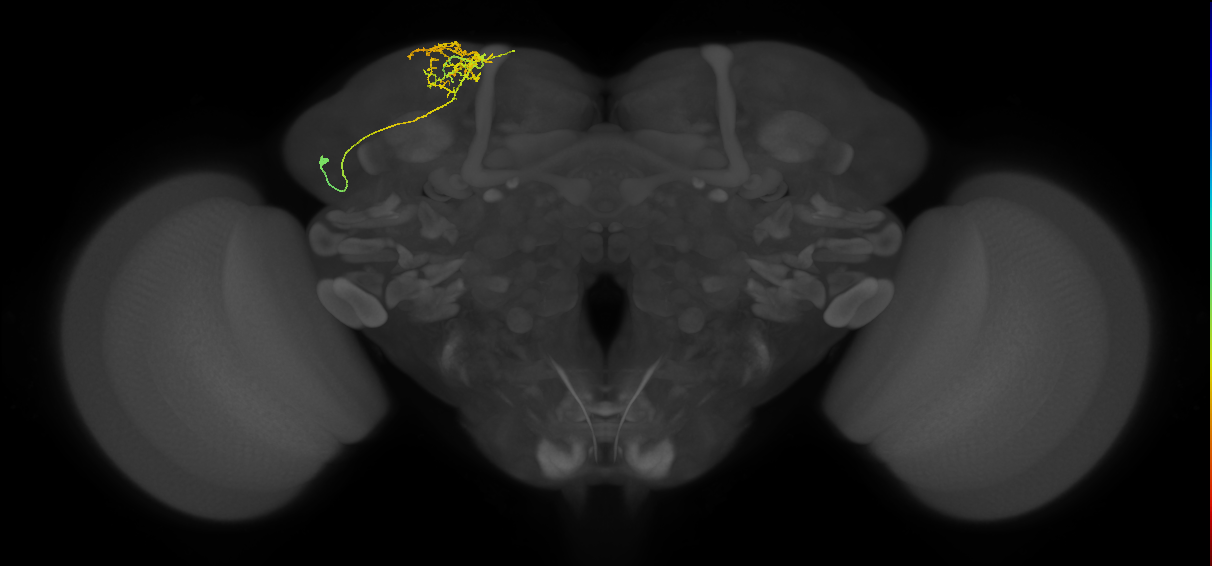 adult SIPa1 lineage neuron