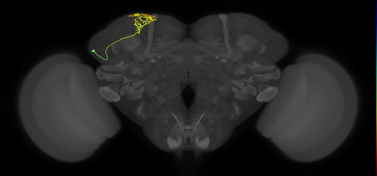 SLP105_L (MaleCNS:125460)