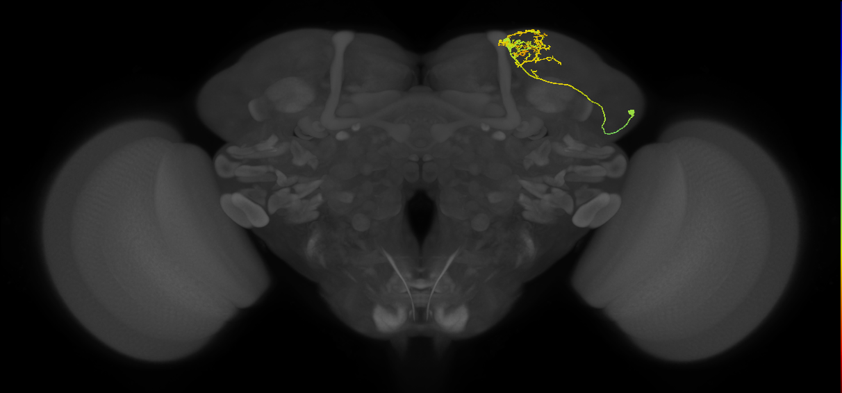 adult SIPa1 lineage neuron