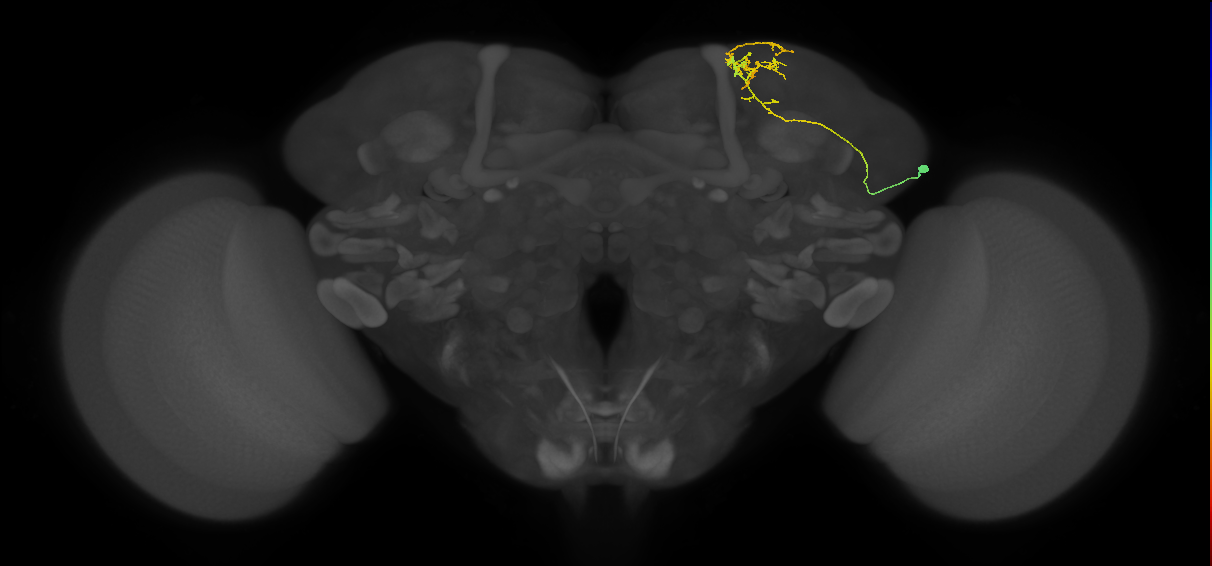 SLP105_R (MaleCNS:301311)
