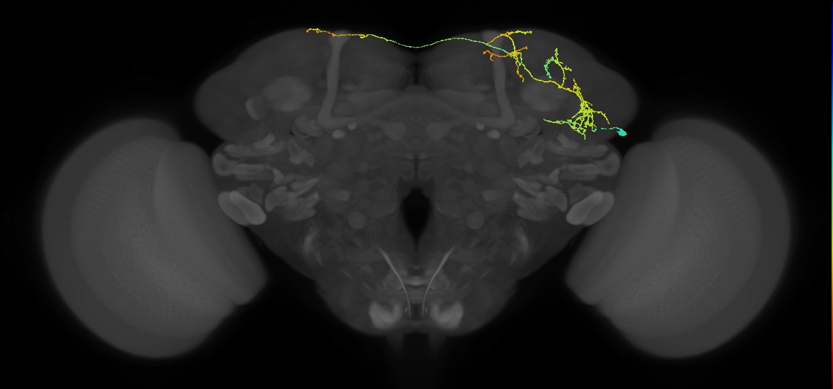 adult LHa1 lineage neuron