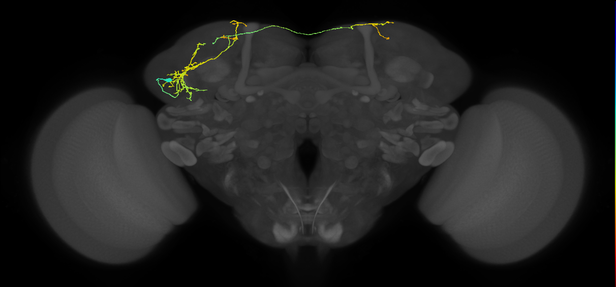 SLP114_L (MaleCNS:35119)