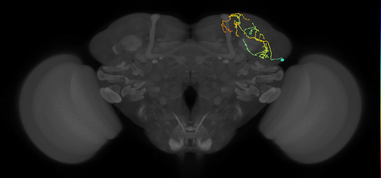 SLP115_R (MaleCNS:40951)