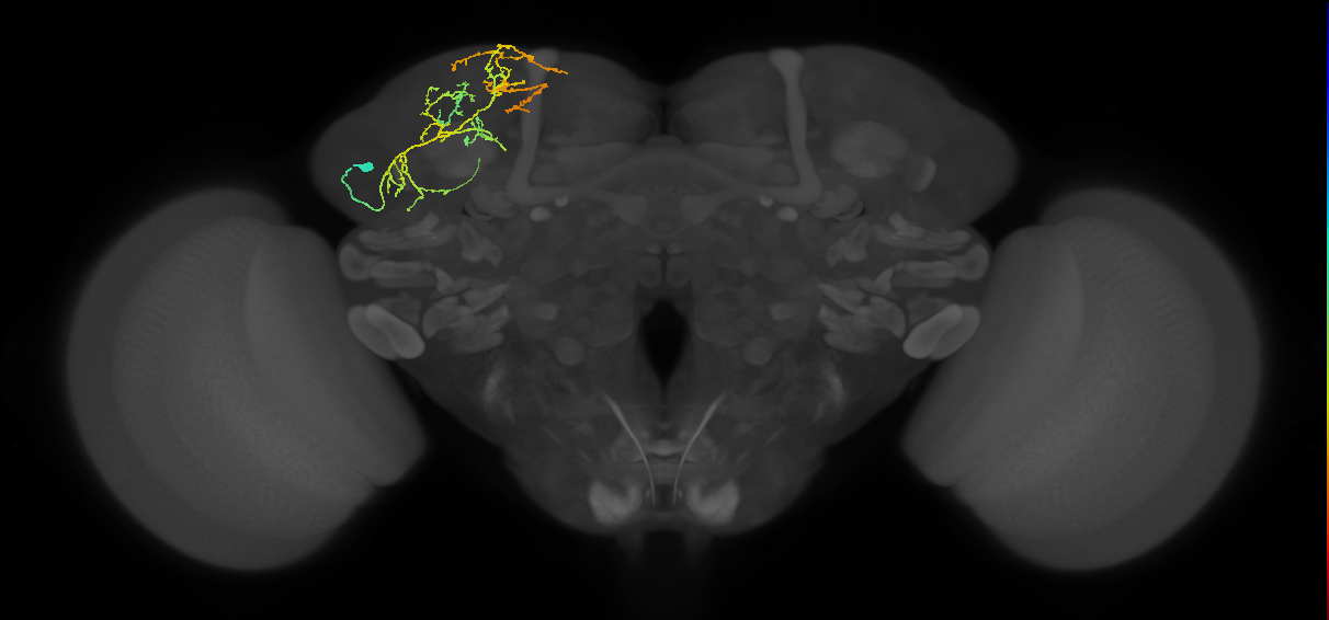 SLP115_L (MaleCNS:72361)