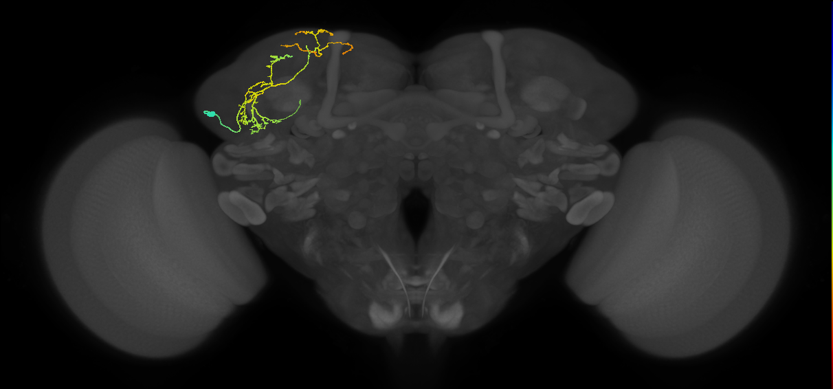 SLP115_L (MaleCNS:86924)