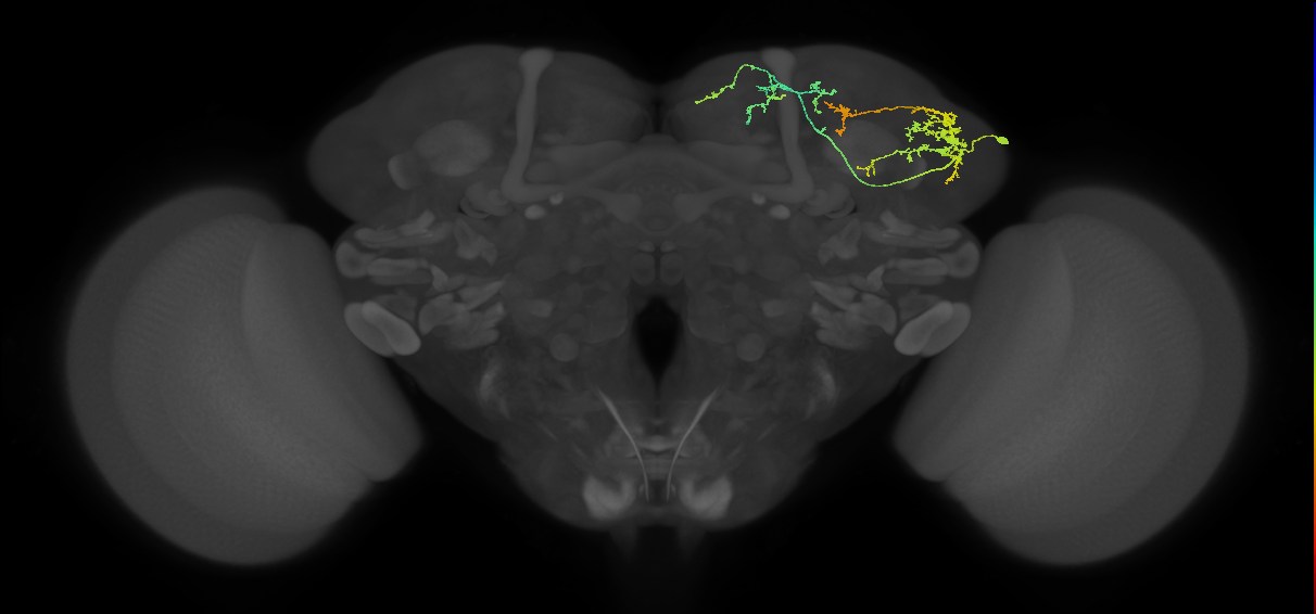 SLP129_c_R (MaleCNS:72997)