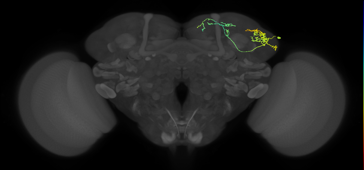 SLP129_c_R (MaleCNS:63169)