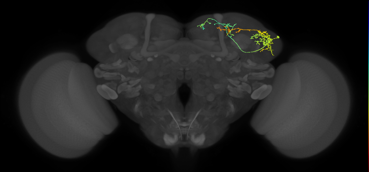 SLP129_c_R (MaleCNS:64620)