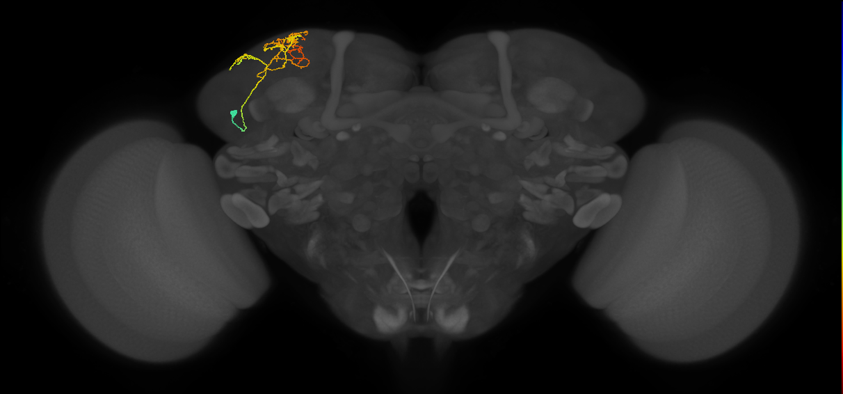 SLP141_L (MaleCNS:77656)