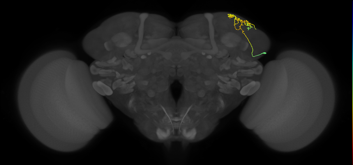 SLP141_R (MaleCNS:72617)