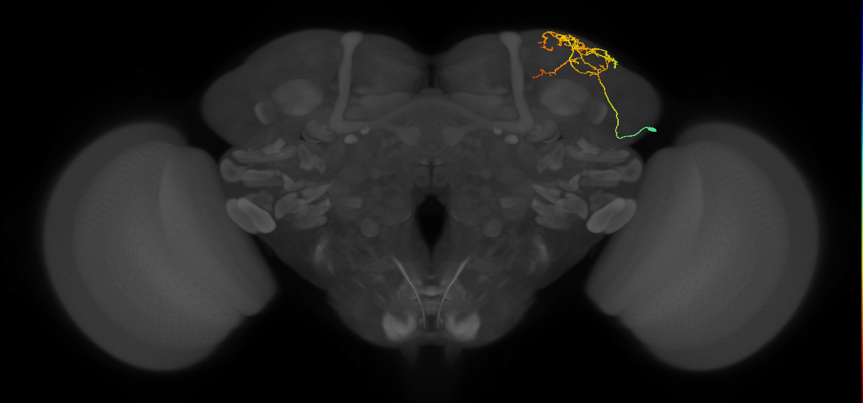 SLP141_R (MaleCNS:80173)