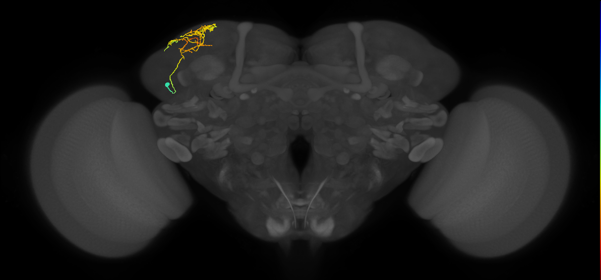 SLP141_L (MaleCNS:541799)