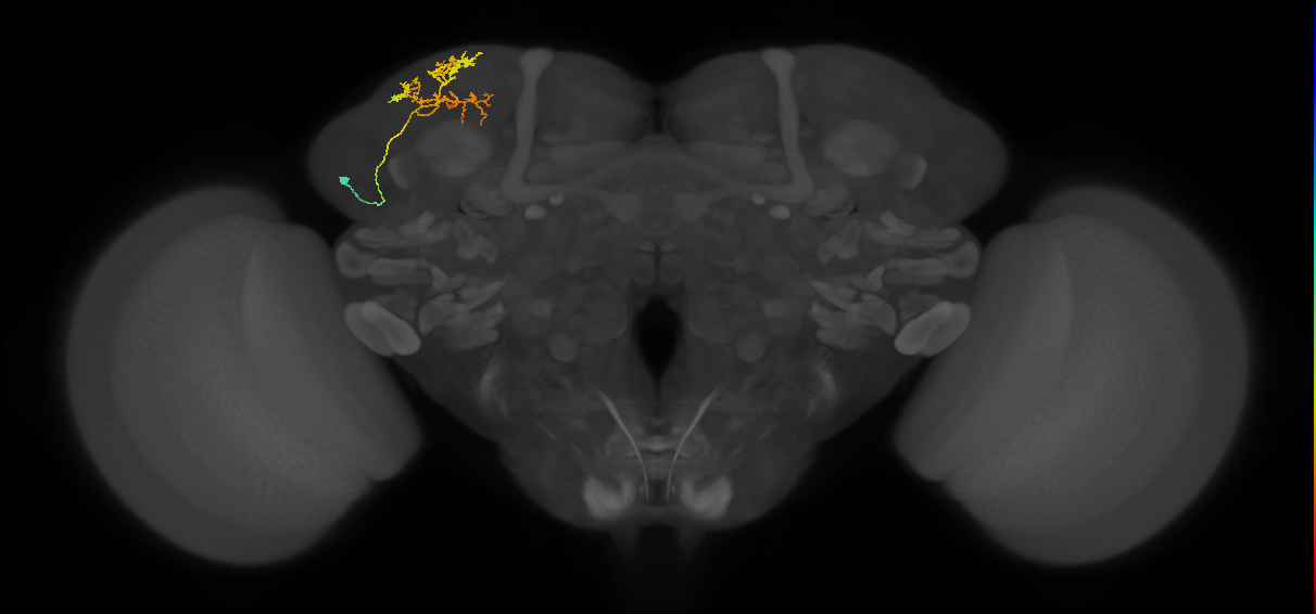 SLP142_L (MaleCNS:143610)