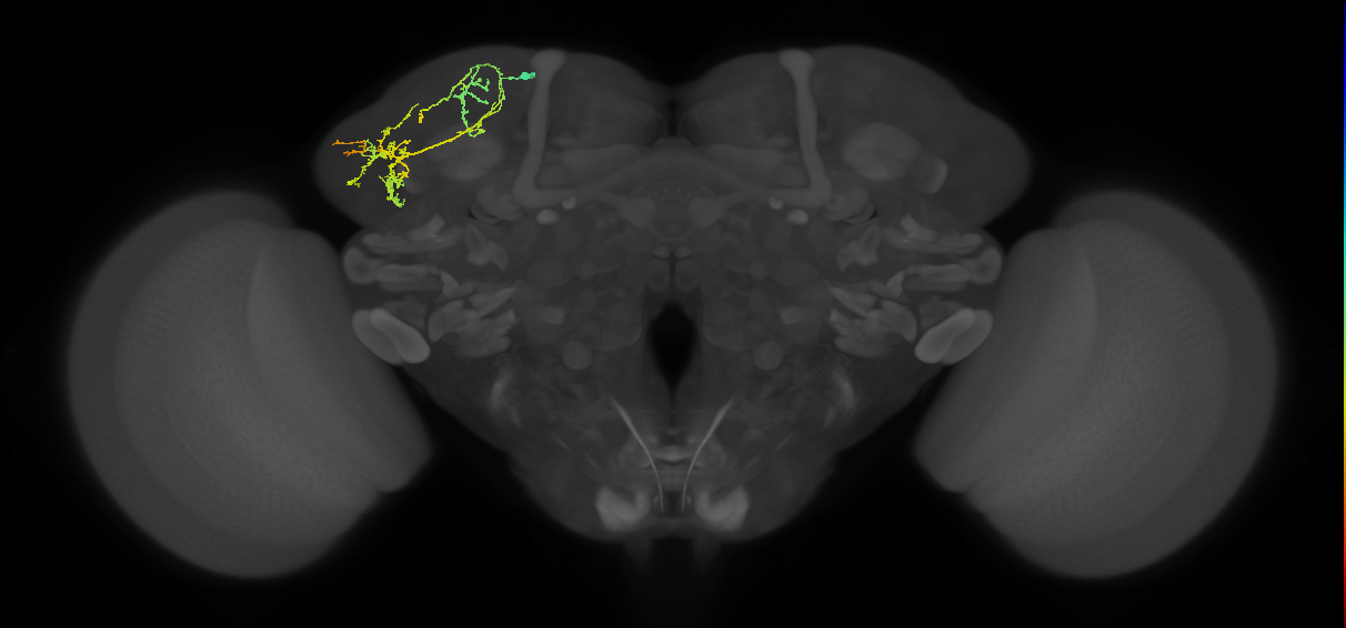 SLP152_L (MaleCNS:154057)