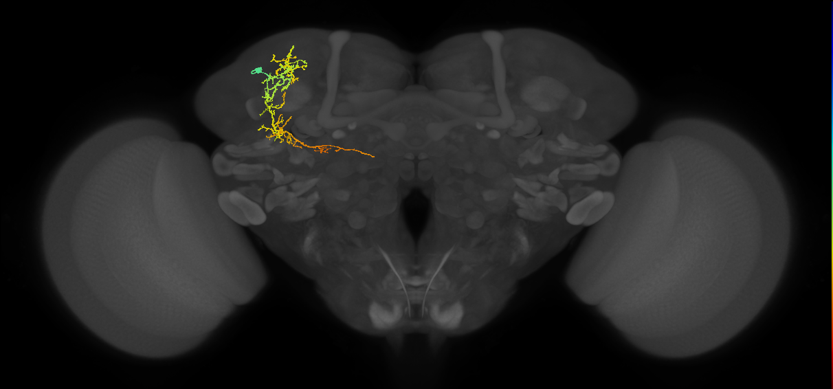 SLP162_L (MaleCNS:58061)