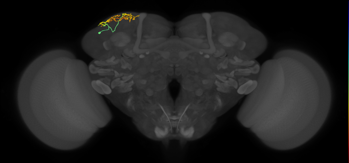 SLP164_L (MaleCNS:217057)