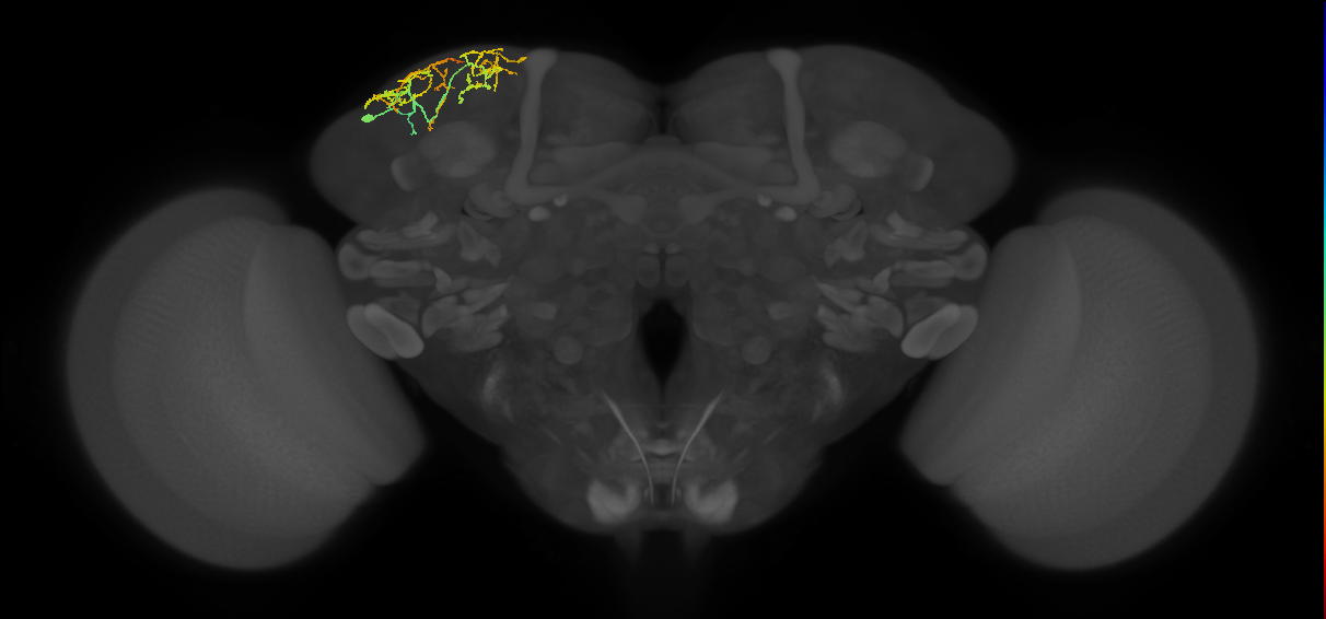 SLP164_L (MaleCNS:113027)