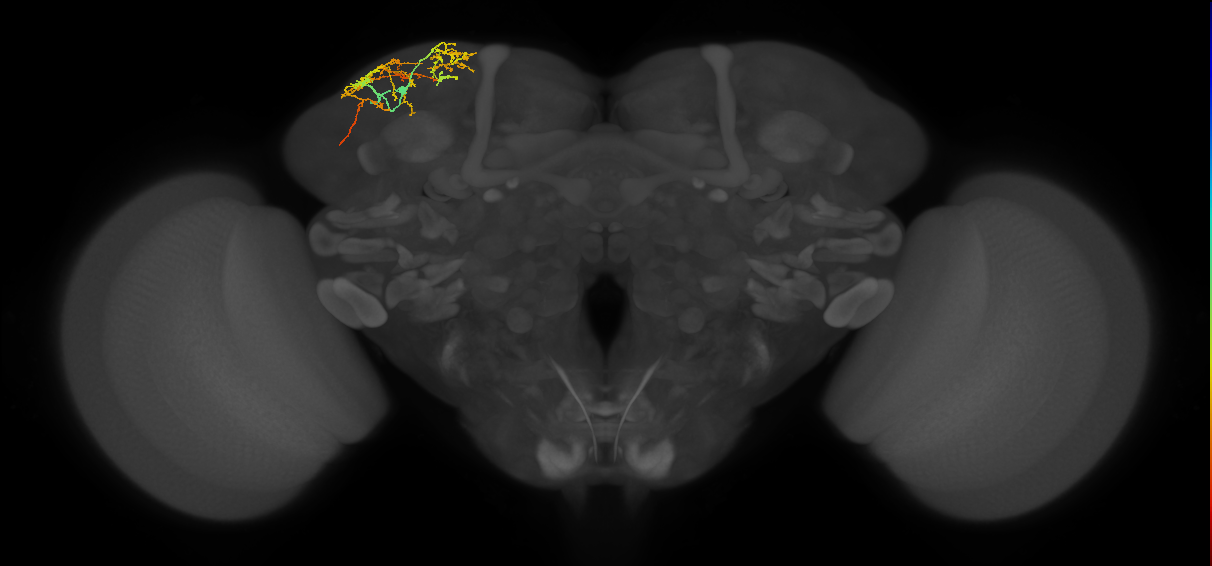 SLP164_L (MaleCNS:144705)