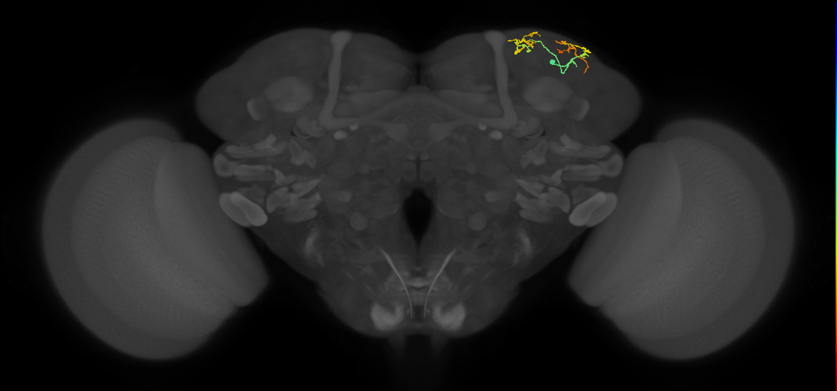 SLP164_R (MaleCNS:134422)