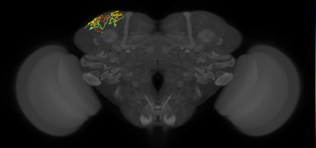 SLP164_L (MaleCNS:180445)