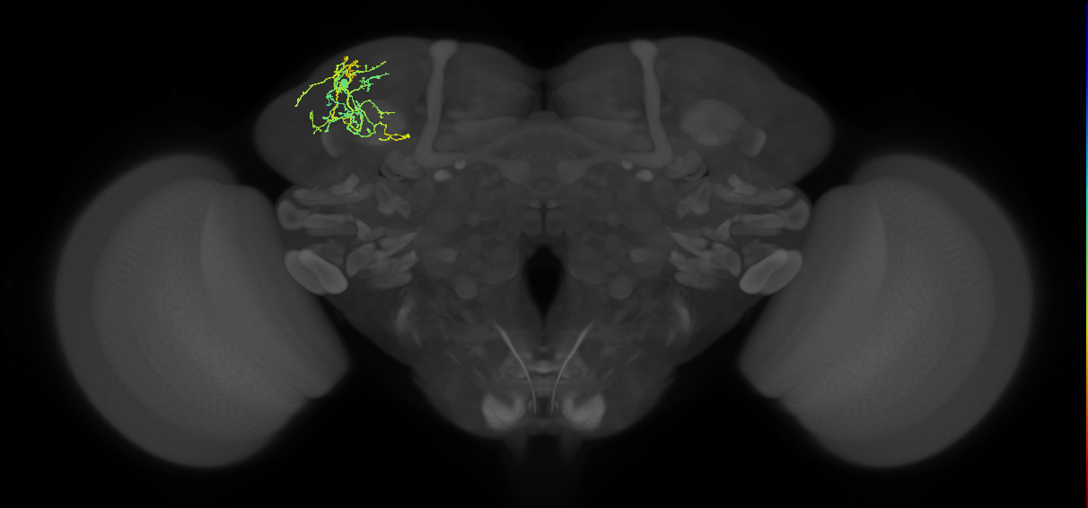 adult SLPad1 lineage neuron