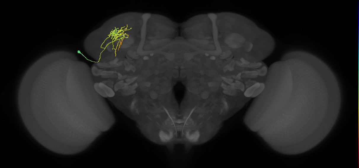 SLP187_L (MaleCNS:44597)