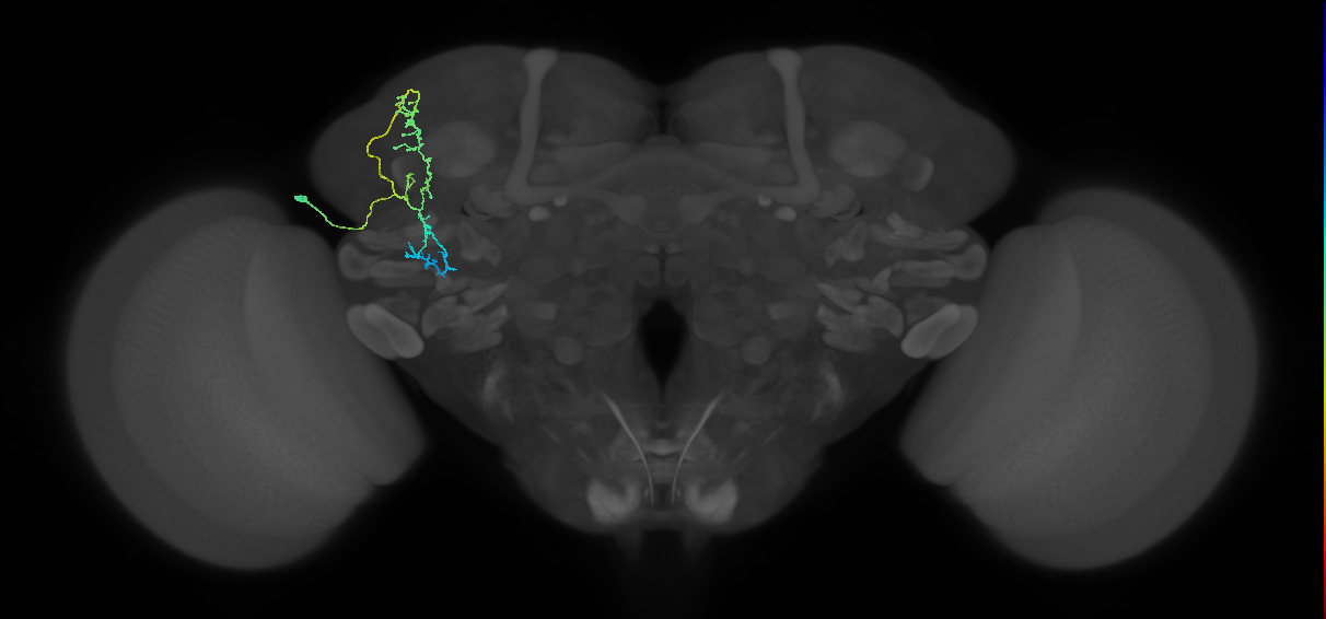 SLP188_L (MaleCNS:62244)