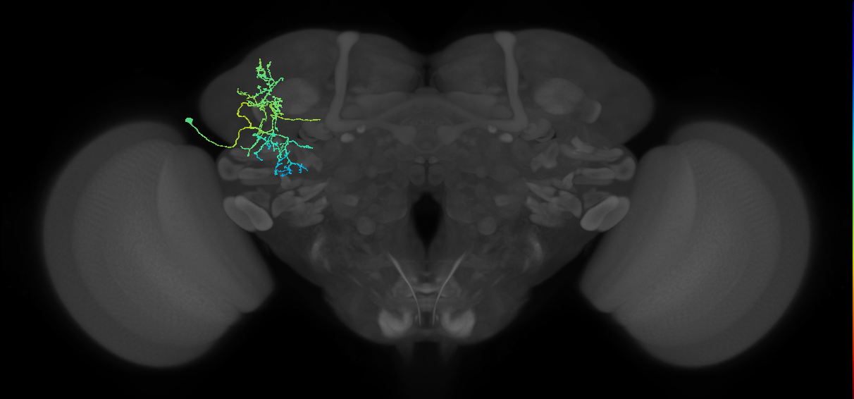 SLP188_L (MaleCNS:57025)