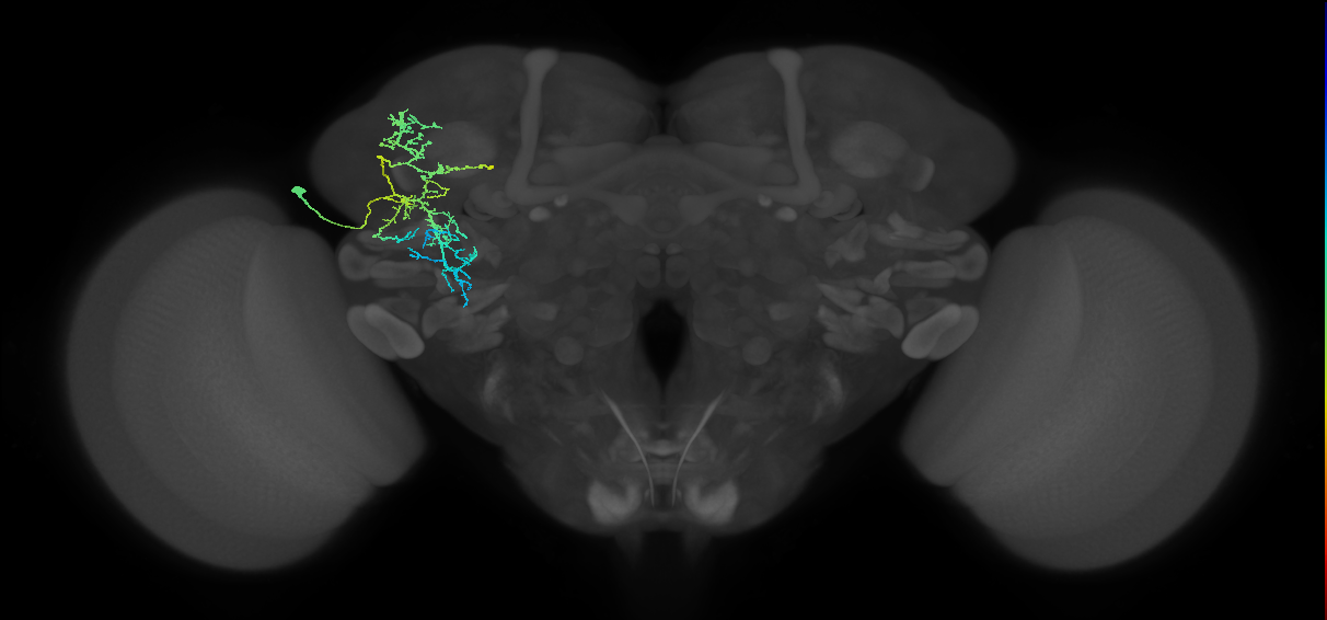 SLP188_L (MaleCNS:529741)
