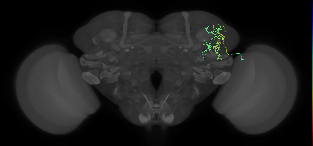 SLP189_R (MaleCNS:38554)