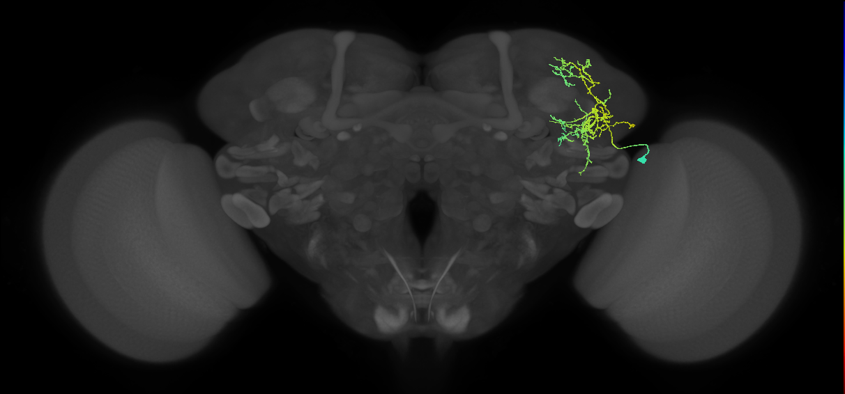 SLP189_R (MaleCNS:32663)