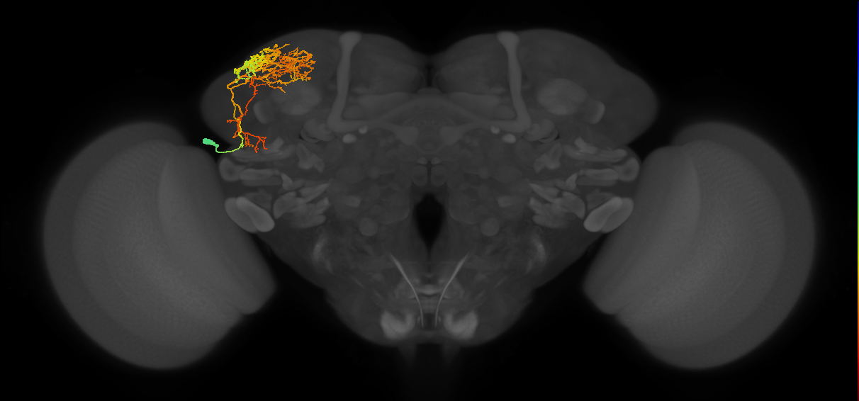 adult SLPav3 lineage neuron