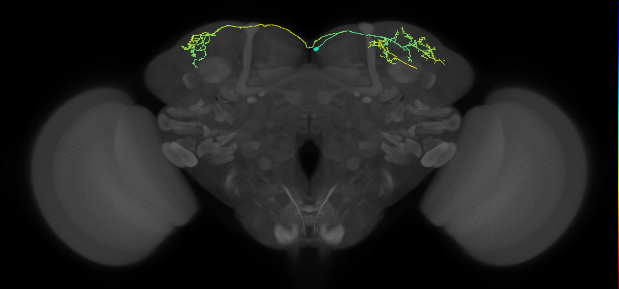 SLP217_R (MaleCNS:70070)