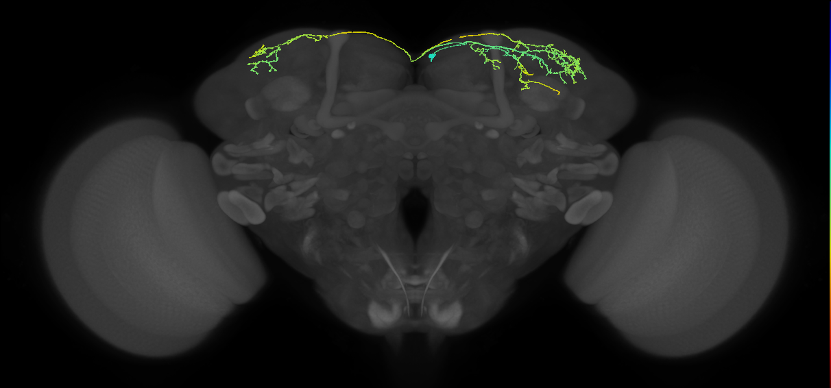 SLP217_R (MaleCNS:236758)