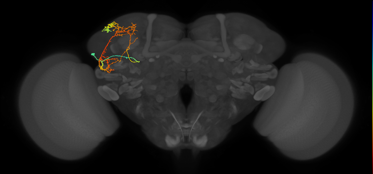 SLP223_L (MaleCNS:522710)