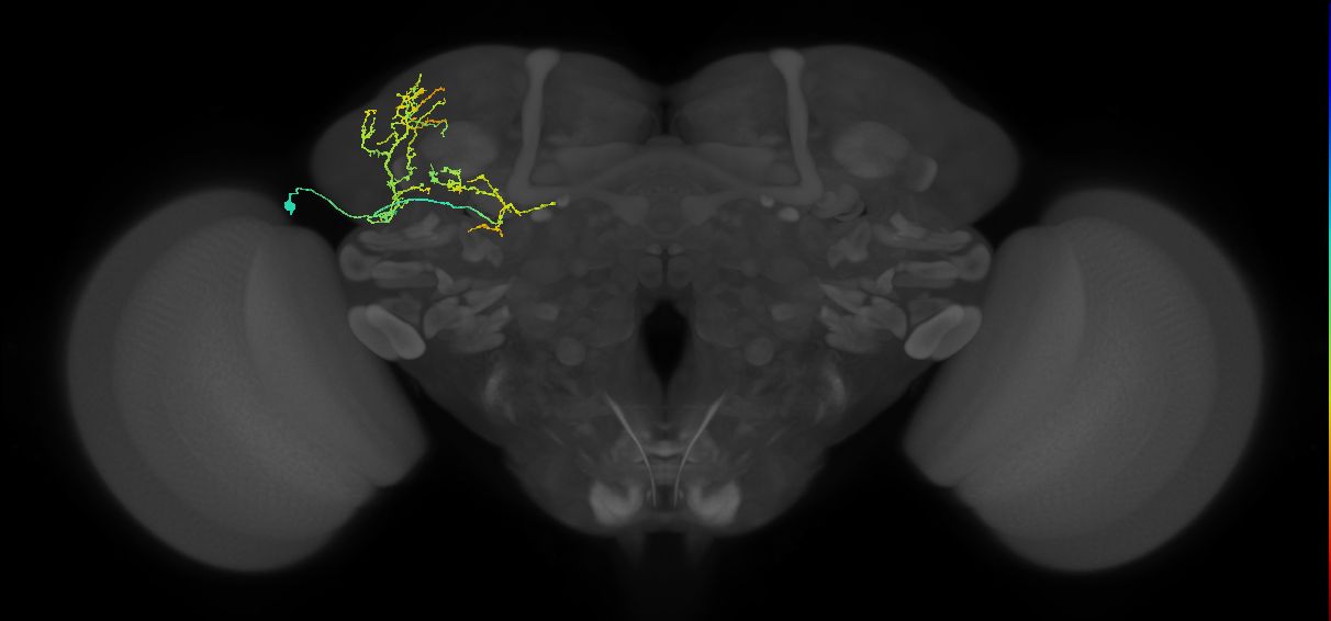 SLP227_L (MaleCNS:33214)