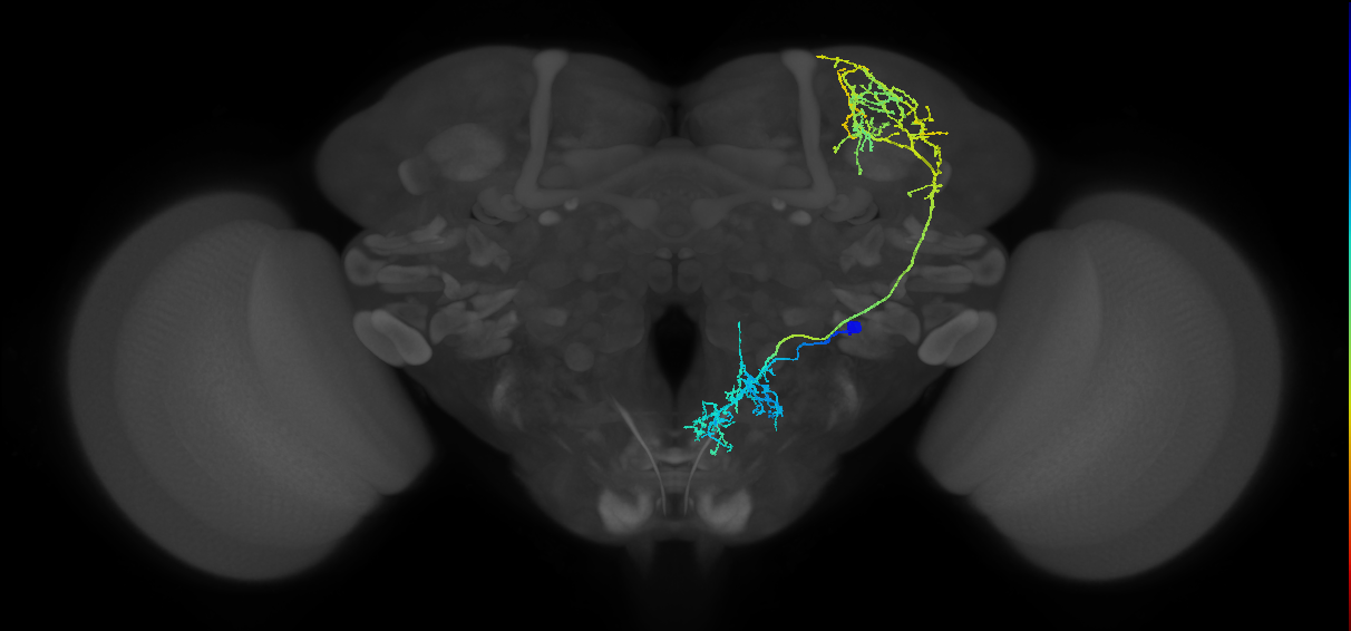 adult gustatory projection neuron