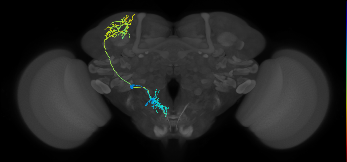 adult gustatory projection neuron