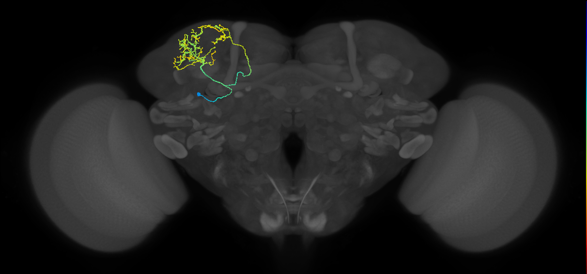 SLP240_a_L (MaleCNS:81470)